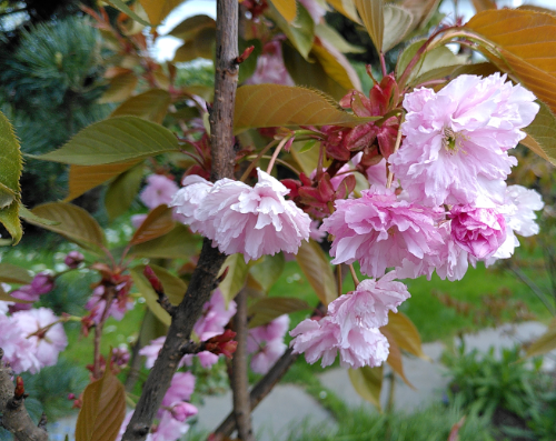 beltane: pink blossoms on the branch of a cherry tree