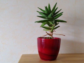 About me: an indoor aloe vera plant in a pot looking semi healthy