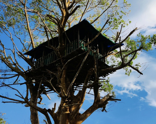 the question: photo of a tree house