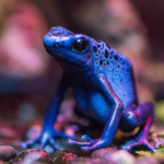 Photo of a blue frog