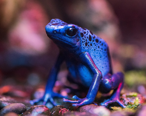 Photo of a blue frog