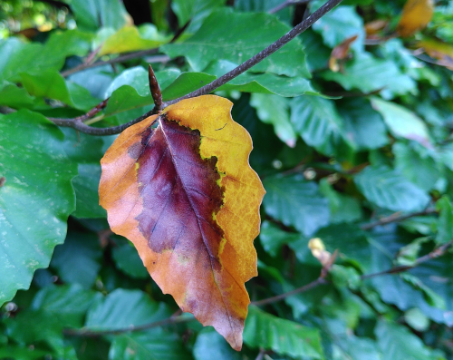 1st of November: Close up photo of a leaf on a tree. The leaf is dark brown and golden yellow, the leaves in the background are green